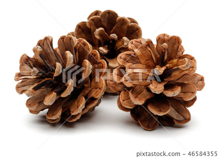 Pine cones isolated on white background Pine cones isolated on white background 46584355
