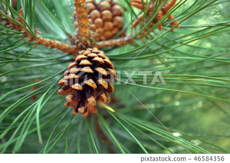 Brown pine cones among green pine leaves Brown pine cones among green pine leaves 46584356