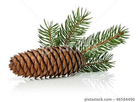 Brown pine cone with green leaves 46584490