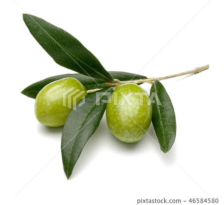 Green olive branch isolated on white background Green olive branch isolated on white background 46584580