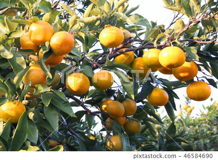 Mandarin orange  46584690