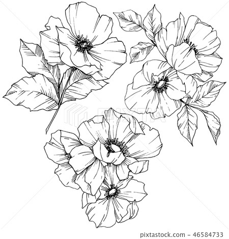 Vector Rosa canina flower. Black and white engraved ink art. Isolated rosa canina illustration Vector Rosa canina flower. Black and white engraved ink art. Isolated rosa canina illustration 46584733