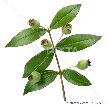 Green blueberries and leaves Green blueberries and leaves 46585033