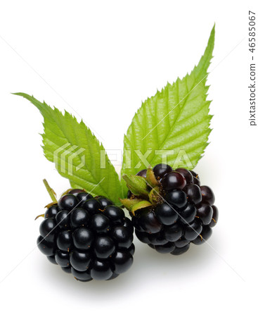 Blackberries with leaves Blackberries with leaves 46585067