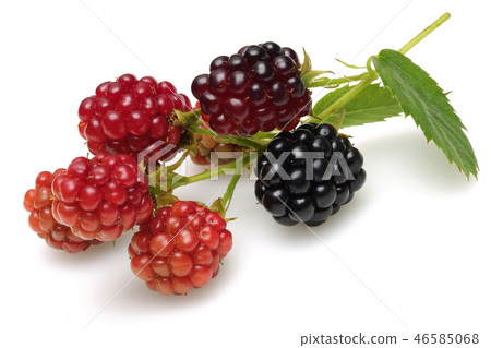 Blackberries with leaves Blackberries with leaves 46585068