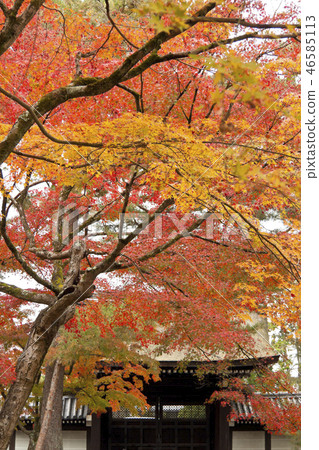 京都南禪寺秋葉 京都南禪寺秋葉 46585113