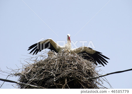 Stork family on the nest Stork family on the nest 46585779