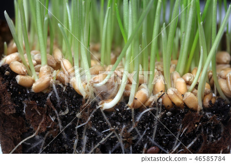 Growth wheat Growth wheat 46585784
