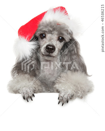 Poodle puppy in Santa red hat above banner Poodle puppy in Santa red hat above banner 46586215