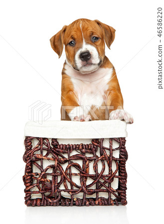 Adorable Amstaff puppy in wicker basket 46586220