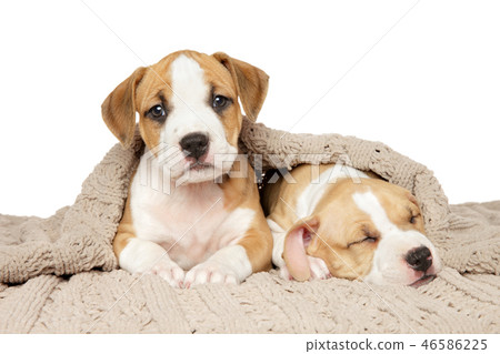 Two Amstaff puppies under a blanket 46586225