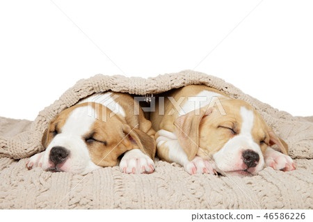 Amstaff puppies sweetly sleep under a blanket 46586226