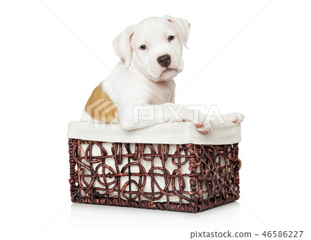 American Staffordshire terrier puppy in basket 46586227