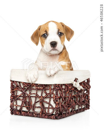 Cute Amstaff puppy in wicker basket on white 46586228