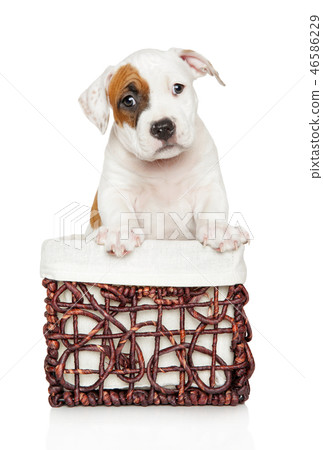 American Staffordshire terrier puppy inbasket 46586229
