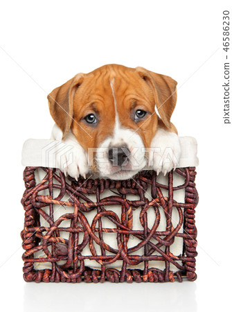 Cute Amstaff puppy in wicker basket 46586230