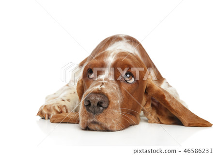 Sad Welsh Springer Spaniel lying 46586231