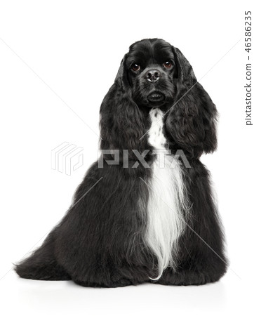 American Cocker Spaniel 46586235