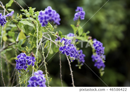 Small purple flowers with bright green leaves 46586422