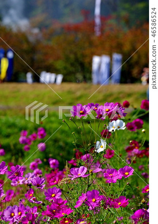 Scenery of the Sekigahara Battle Festival Scenery of the Sekigahara Battle Festival 46586524