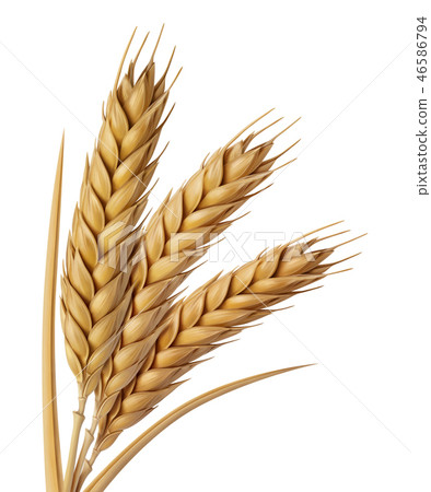 Yellow wheat head illustration Yellow wheat head illustration 46586794