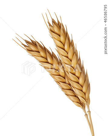 Yellow wheat head illustration Yellow wheat head illustration 46586795