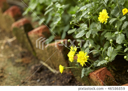 Yellow chrysanthemum in the garden Yellow chrysanthemum in the garden 46586859