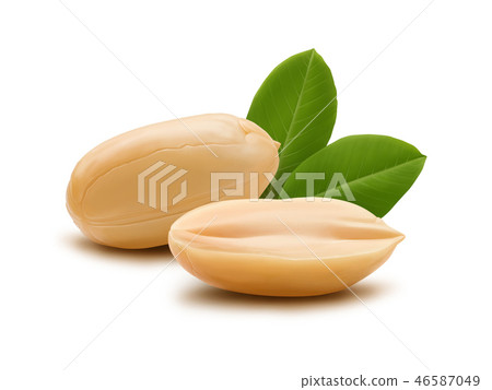 Peanut and leaves illustration Peanut and leaves illustration 46587049
