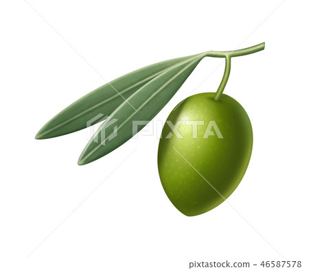 Green olive with leaves illustration Green olive with leaves illustration 46587578