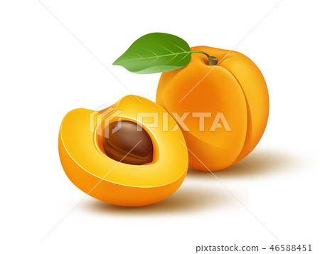 Fresh apricot with leaf illustration Fresh apricot with leaf illustration 46588451