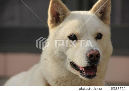 Snowy dog Snowy dog 46588711