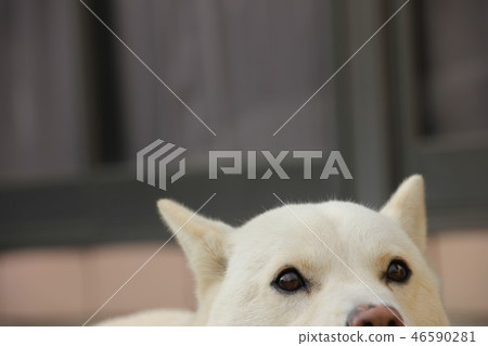 Snowy dog Snowy dog 46590281