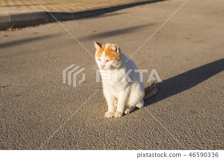 Concept of homeless animals - Cute cat outdoors Concept of homeless animals - Cute cat outdoors 46590336