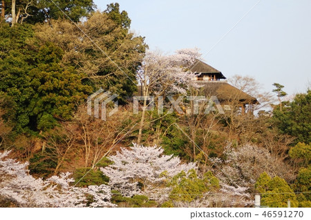 Kairakuen cherry tree Kairakuen cherry tree 46591270