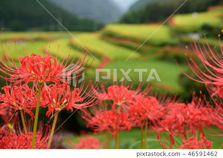 Terraced rice terraces and cluster amaryllis 46591462