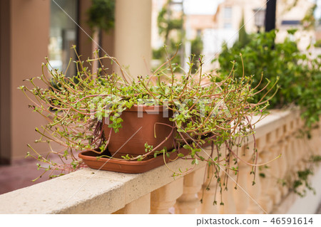 Green potted plants in beautiful pot outdoor Green potted plants in beautiful pot outdoor 46591614
