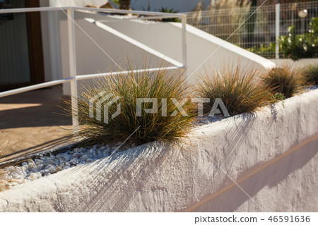 Green potted plants in beautiful pot outdoor Green potted plants in beautiful pot outdoor 46591636