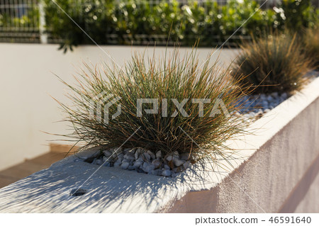 Green potted plants in beautiful pot outdoor Green potted plants in beautiful pot outdoor 46591640