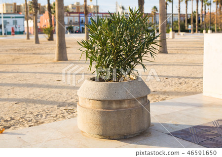 Green potted plants in beautiful pot outdoor 46591650
