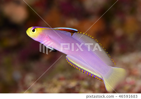 Sikon hathatatehaze 46591683