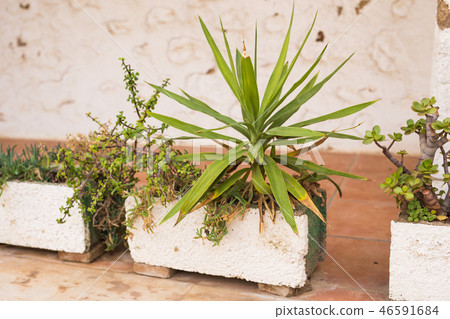 Green potted plants in beautiful pot outdoor Green potted plants in beautiful pot outdoor 46591684