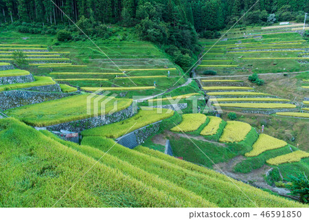 Tanada of Izumiya in autumn 46591850