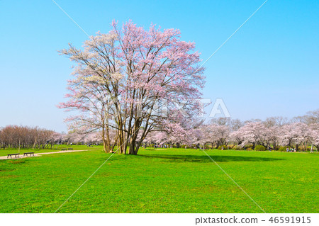 Sakura Scenery Kitakami Exhibition Chikusa 46591915