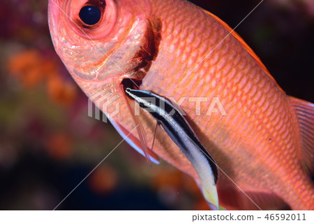 鹹水魚清潔場面 鹹水魚清潔場面 46592011