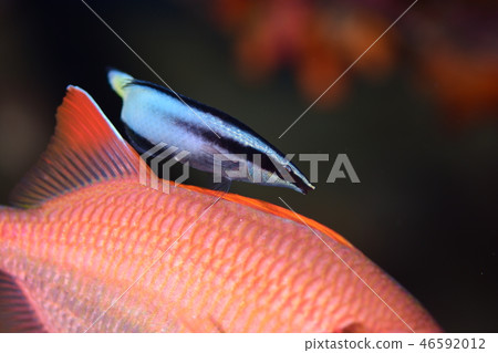 鹹水魚清潔場面 鹹水魚清潔場面 46592012