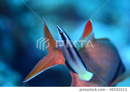 鹹水魚清潔場面 鹹水魚清潔場面 46592013