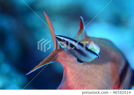 鹹水魚清潔場面 鹹水魚清潔場面 46592014