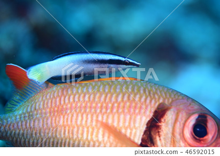 鹹水魚清潔場面 鹹水魚清潔場面 46592015