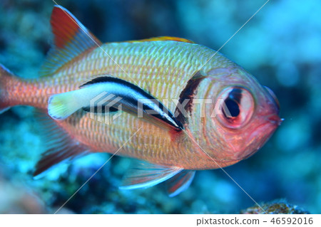 鹹水魚清潔場面 鹹水魚清潔場面 46592016