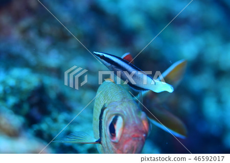 鹹水魚清潔場面 46592017